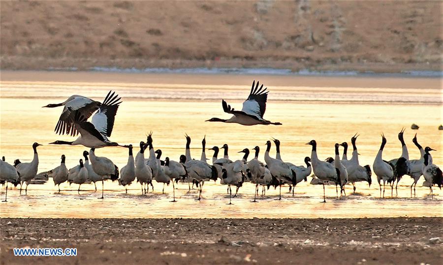 CHINA-TIBET-BLACK-NECKED CRANE-WINTER HABITAT (CN)