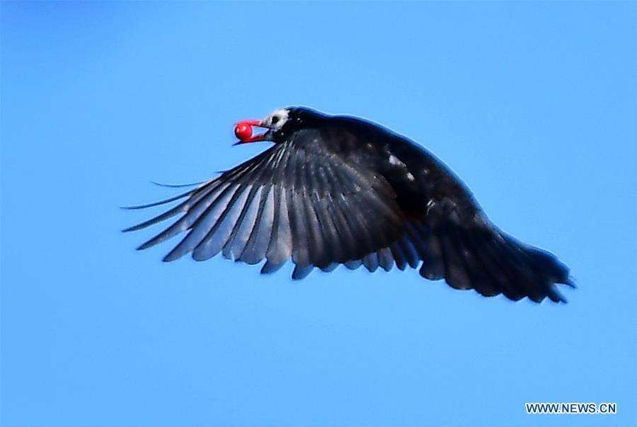 CHINA-FUJIAN-BLACK BULBUL (CN)