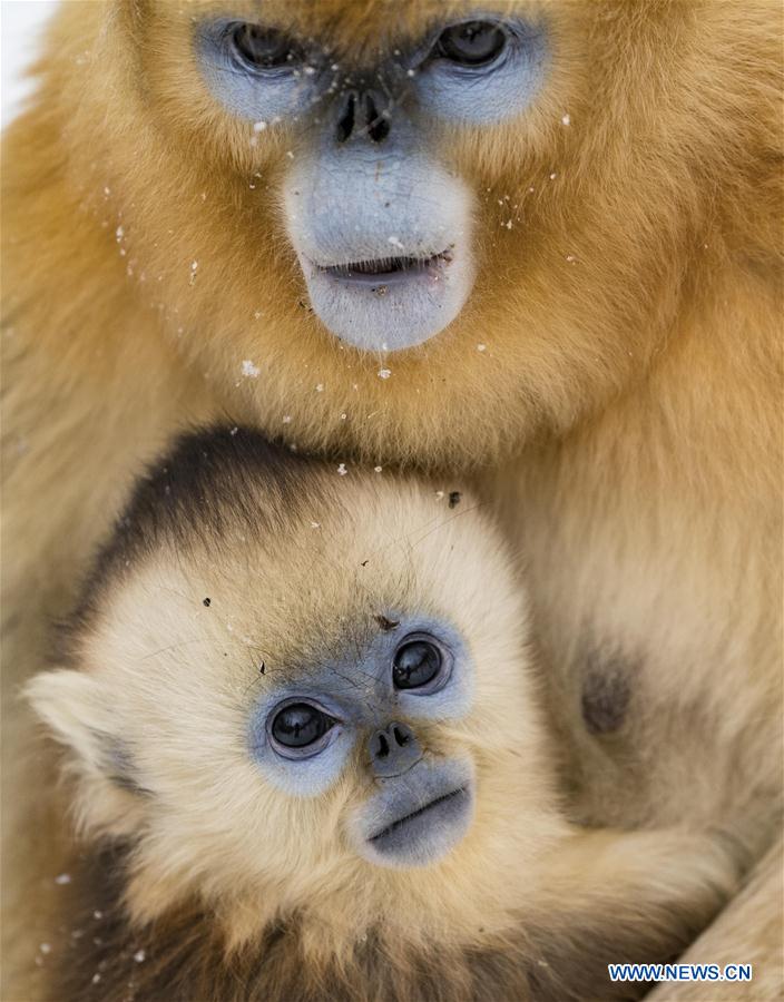 CHINA-HUBEI-SHENNONGJIA-GOLDEN MONKEY (CN)