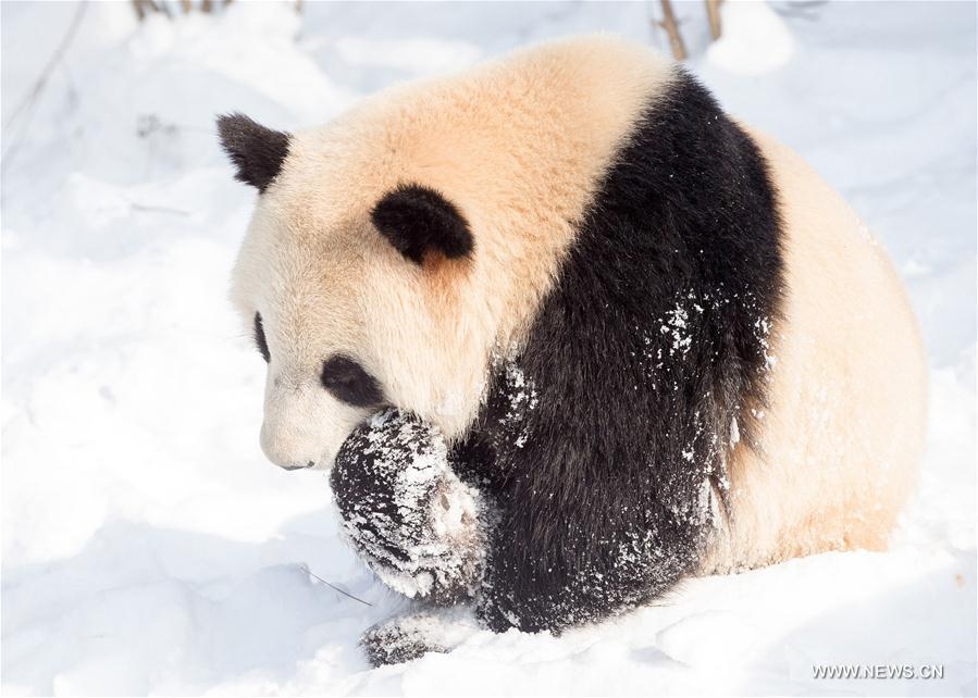 #CHINA-NANJING-SNOW-GIANT PANDA (CN)