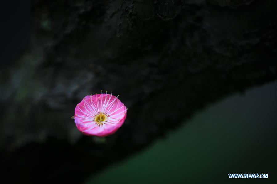 #CHINA-SPRING-PLUM BLOSSOM (CN)