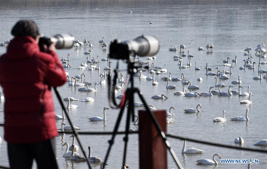 CHINA-HENAN-SANMENXIA-SWAN (CN)