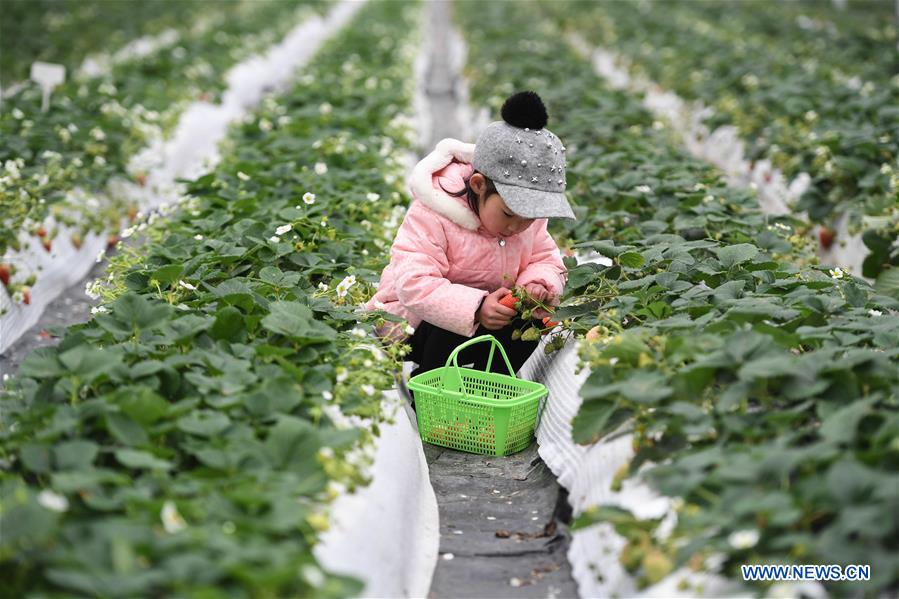 CHINA-ZHEJIANG-STRAWBERRY-TOURIST(CN)