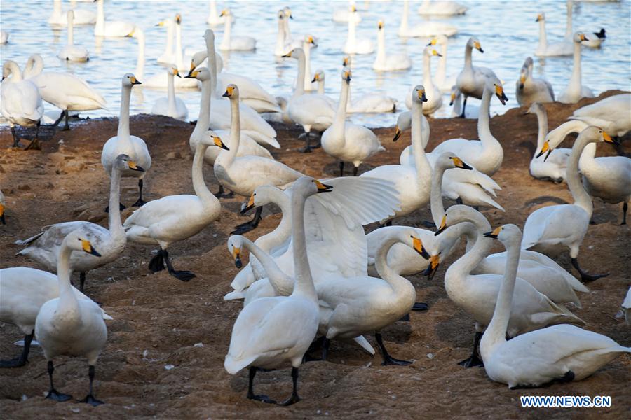 CHINA-HENAN-SANMENXIA-SWANS (CN)