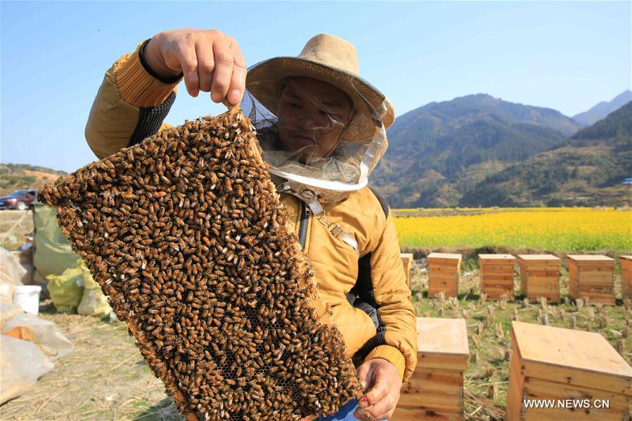 #CHINA-GUIZHOU-RONGJIANG-HONEY-COLLECTION (CN)