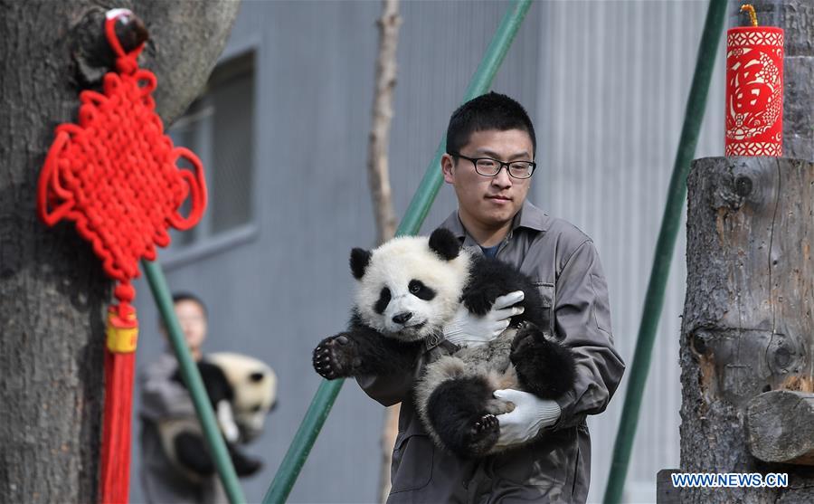 CHINA-SICHUAN-GIANT PANDA-SPRING FESTIVAL (CN)