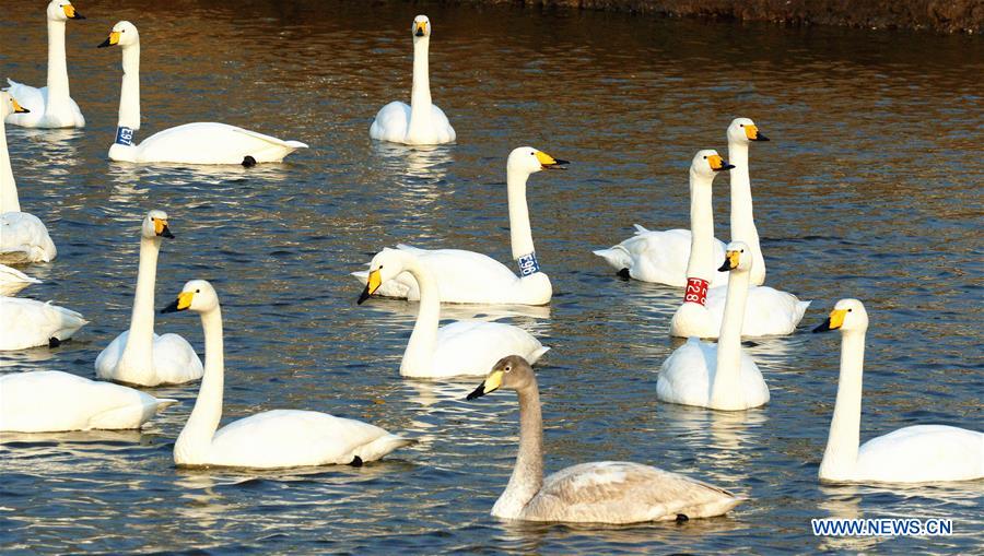 CHINA-SHANDONG-RONGCHENG-SWAN (CN)