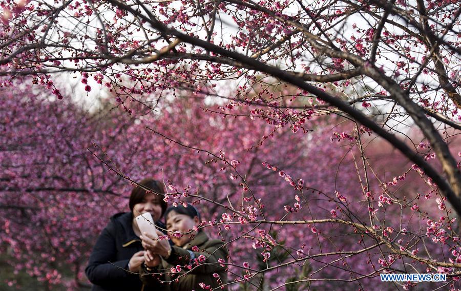 CHINA-ANHUI-RED PLUM BLOSSOM (CN)