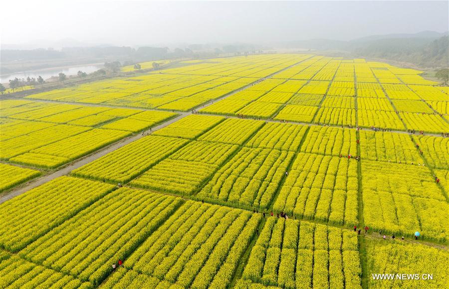 #CHINA-SPRING-FLOWER (CN)