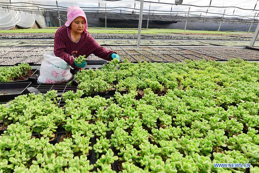 #CHINA-JINGZHE-FARM WORK (CN) 