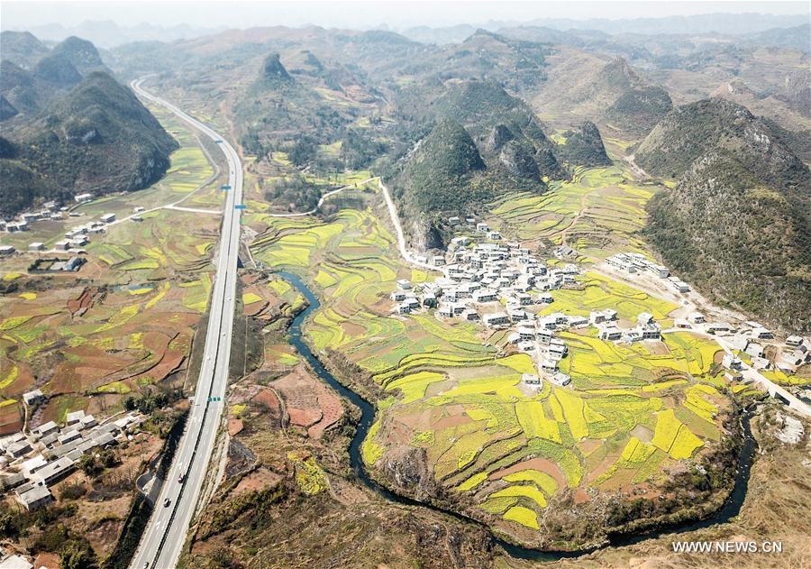 CHINA-GUIZHOU-RAPE FLOWER(CN)