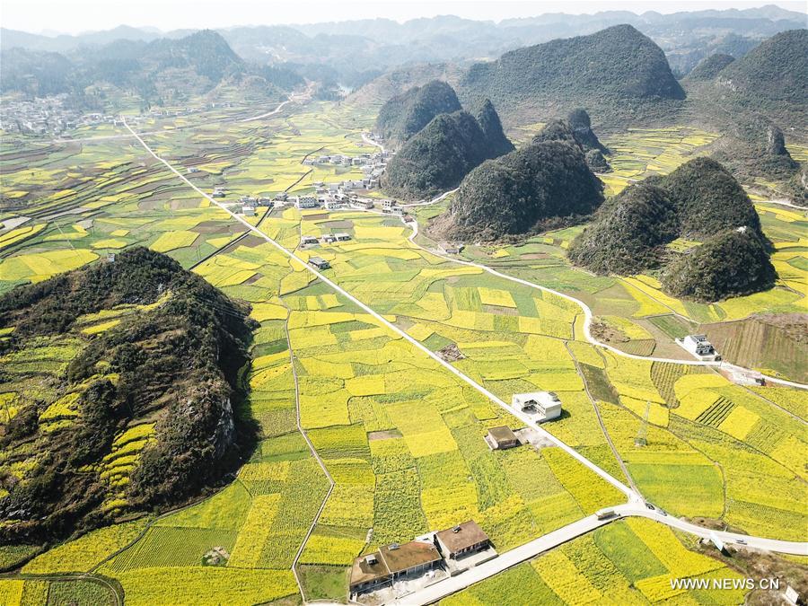 CHINA-GUIZHOU-RAPE FLOWER(CN)