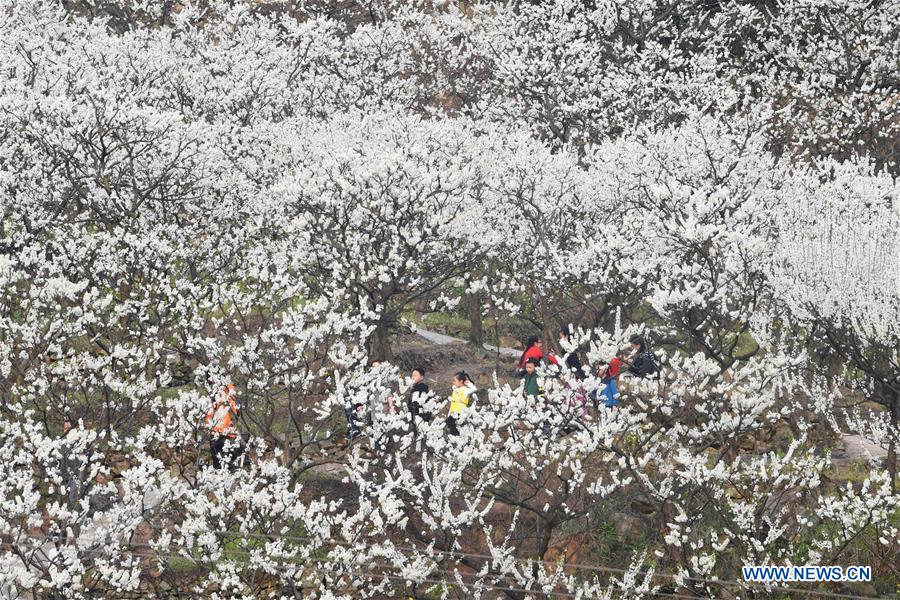 CHINA-CHONGQING-PLUM BLOSSOMS (CN)