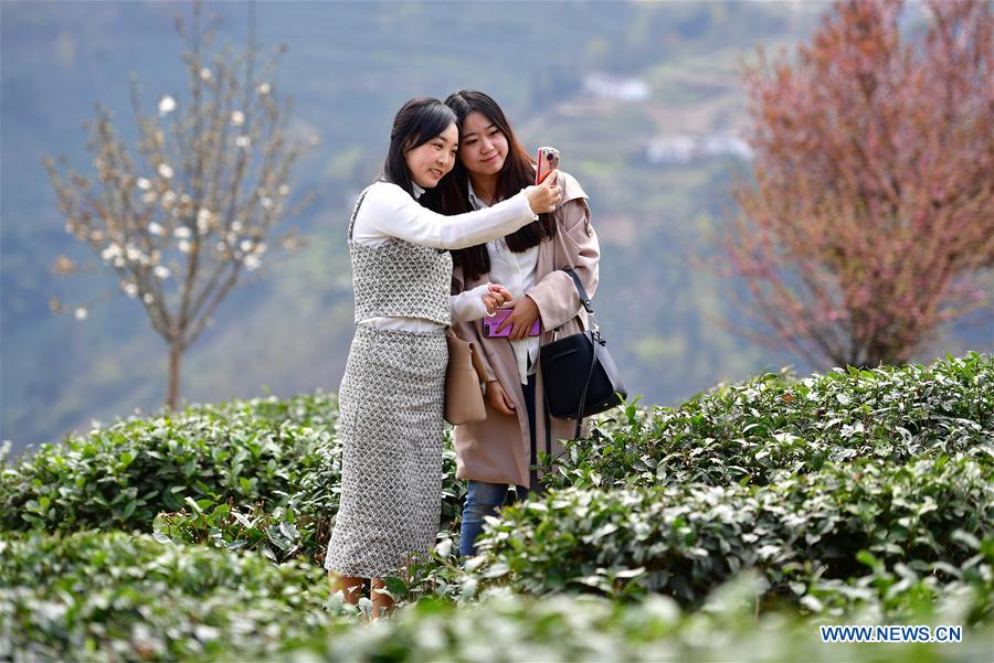 CHINA-SHAANXI-ZIYANG-TEA GARDEN (CN)