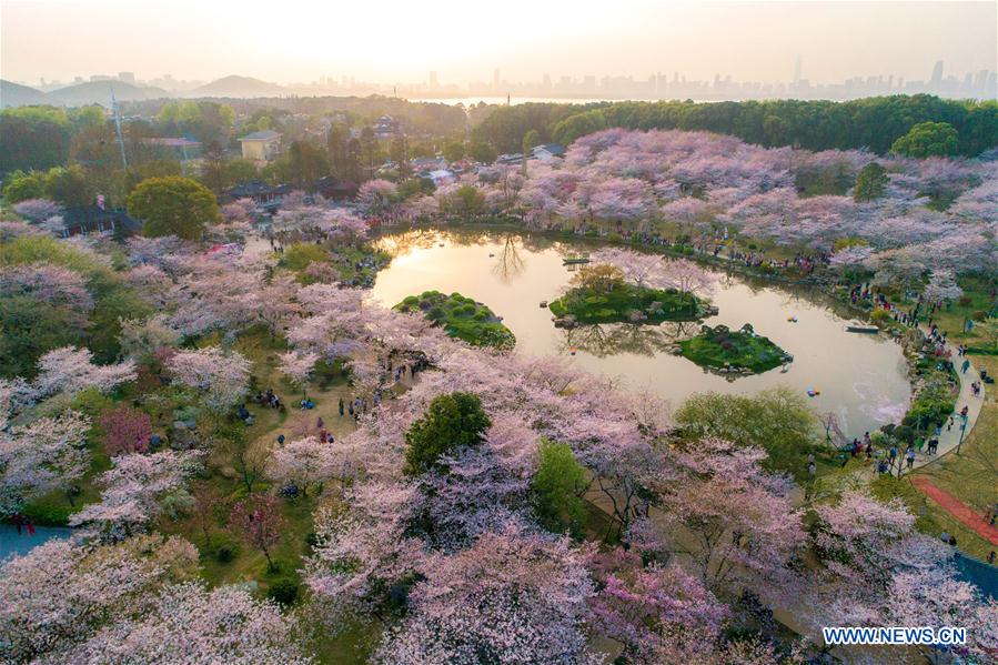 CHINA-WUHAN-CHERRY BLOSSOMS (CN)