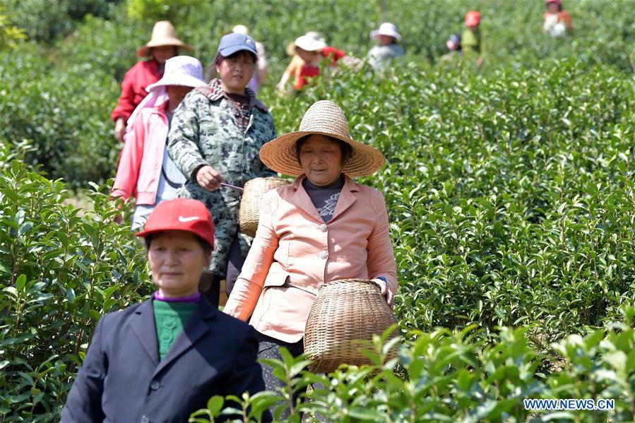 CHINA-JIANGXI-TEA GARDEN (CN)