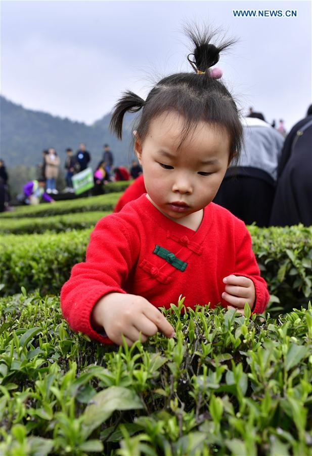 #CHINA-SPRING-TEA PICKING (CN)