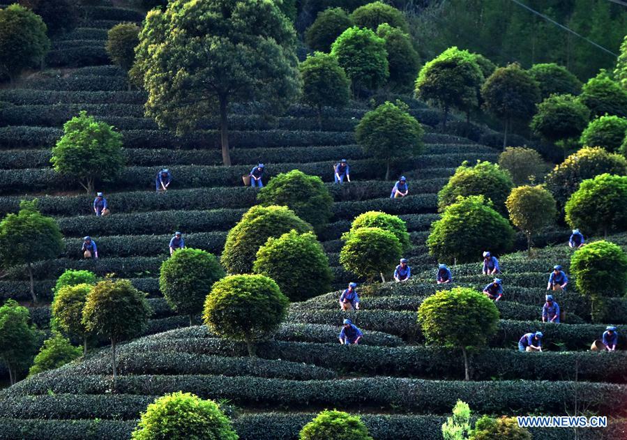 #CHINA-SPRING-TEA GARDEN (CN)