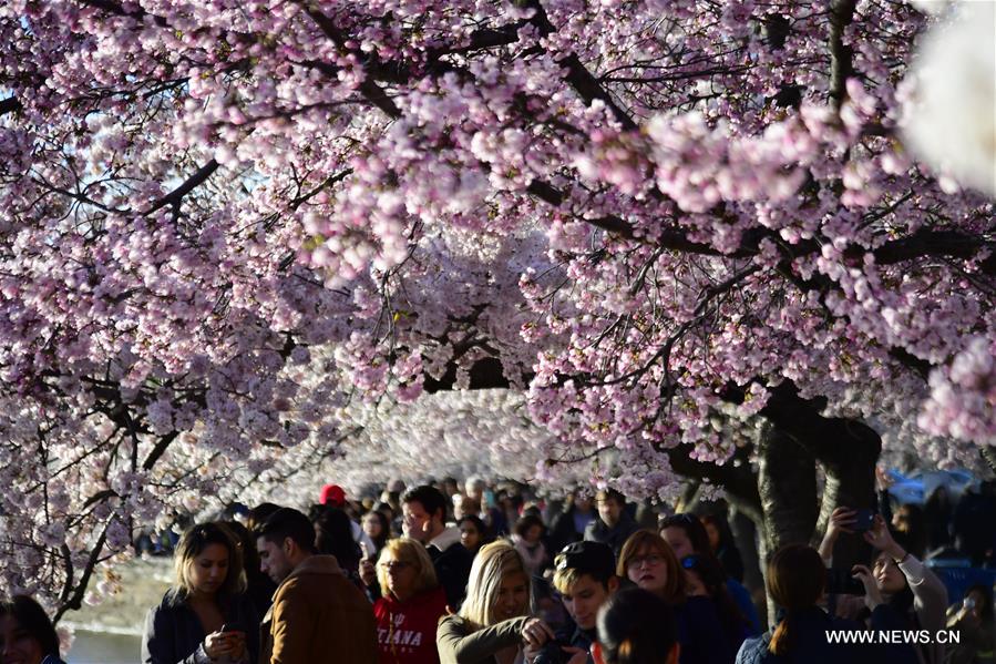 U.S.-WASHINGTON D.C.-CHERRY BLOSSOMS