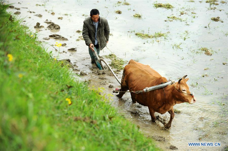 #CHINA-GUIZHOU-FARM WORK (CN)