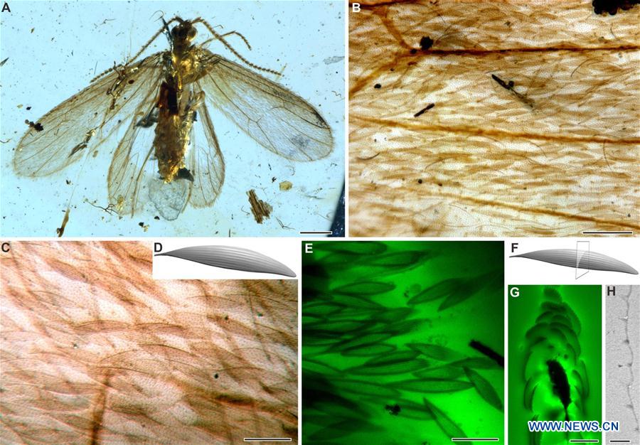 CHINA-FOSSIL STUDY-INSECT COLOR (CN)