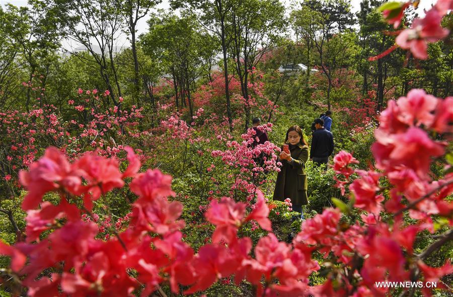 CHINA-ANHUI-JINZHAI-AZALEA FLOWER (CN)