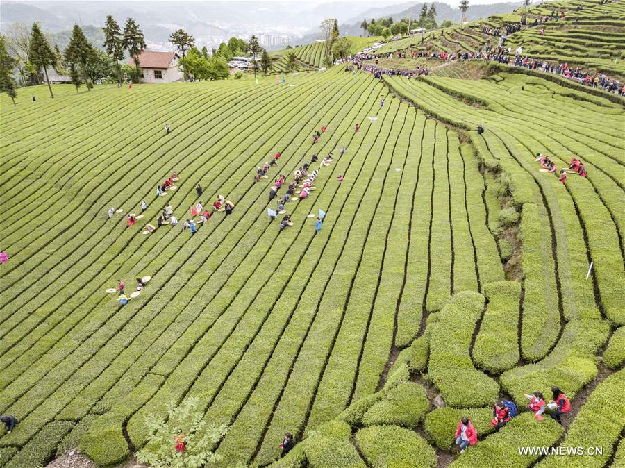 CHINA-HUBEI-TEA GARDEN(CN)