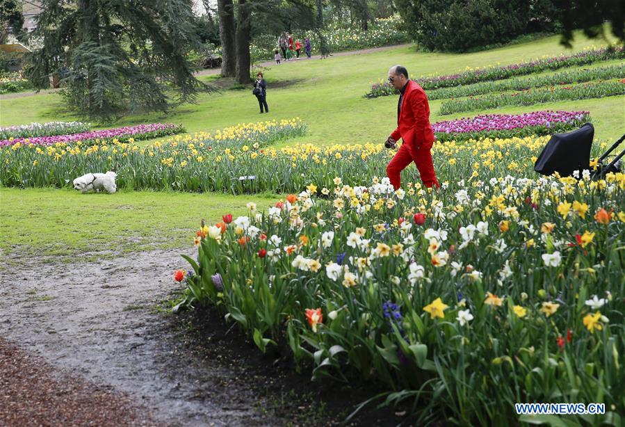 BELGIUM-BRUSSELS-SPRING-FLOWER-DALIYLIFE