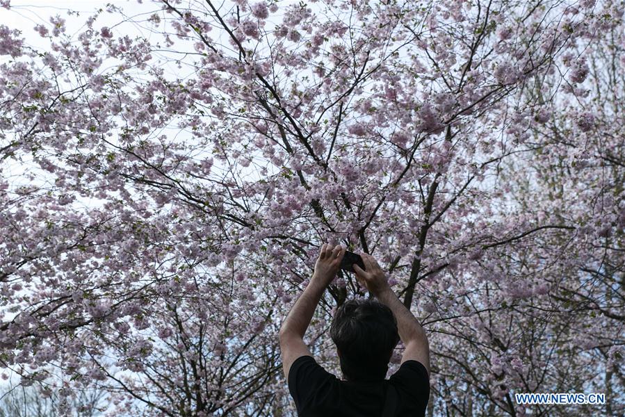 GERMANY-BERLIN-CHERRY BLOSSOM FESTIVAL