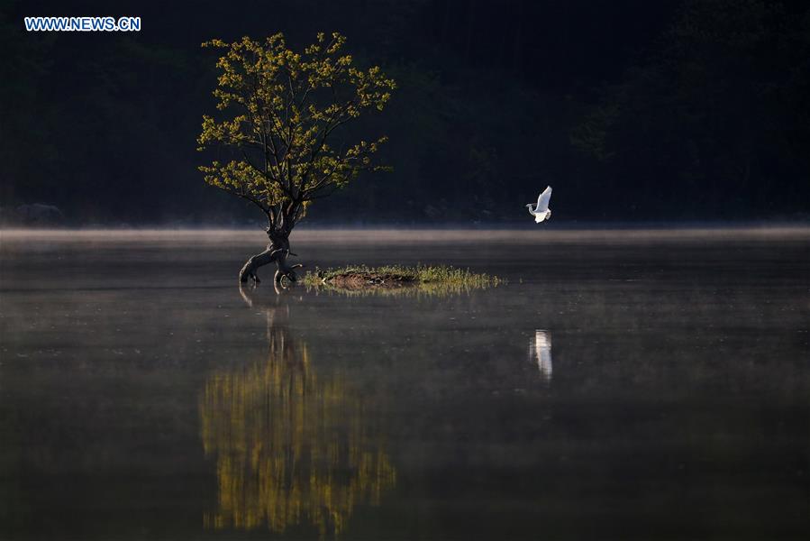 #CHINA-ANHUI-HUANGSHAN-EGRET (CN)