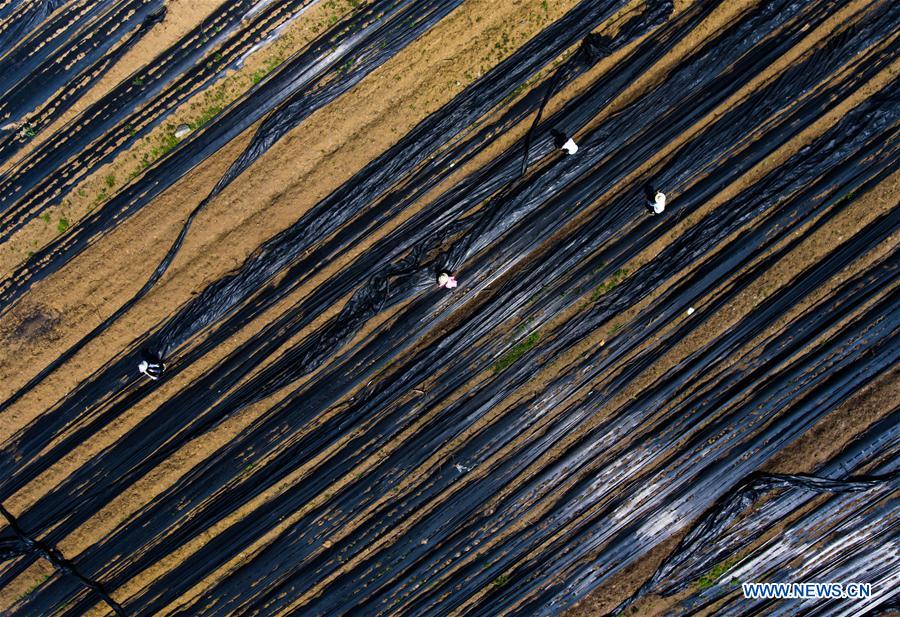 #CHINA-GUYU-FARM WORK(CN)