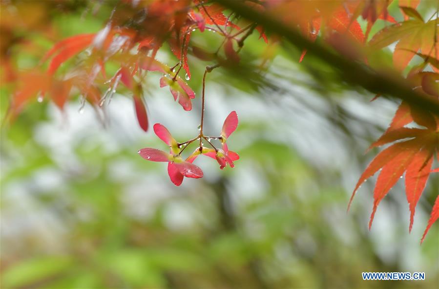 #CHINA-HUBEI-ENSHI-SCENERY (CN)