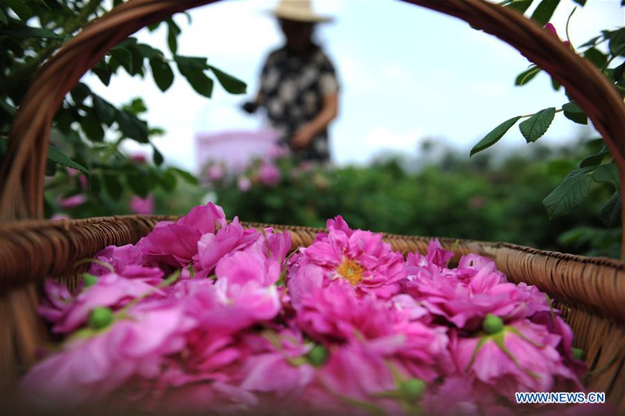 #CHINA-GUIZHOU-FLOWER INDUSTRY (CN)