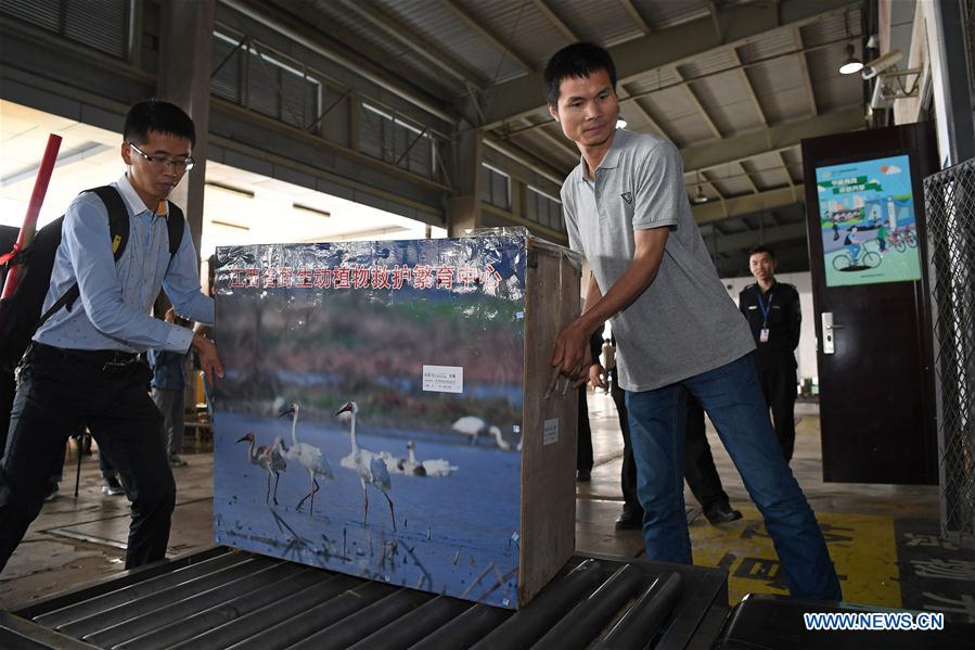 CHINA-WILDLIFE PROTECTION-BABY CRANE (CN)