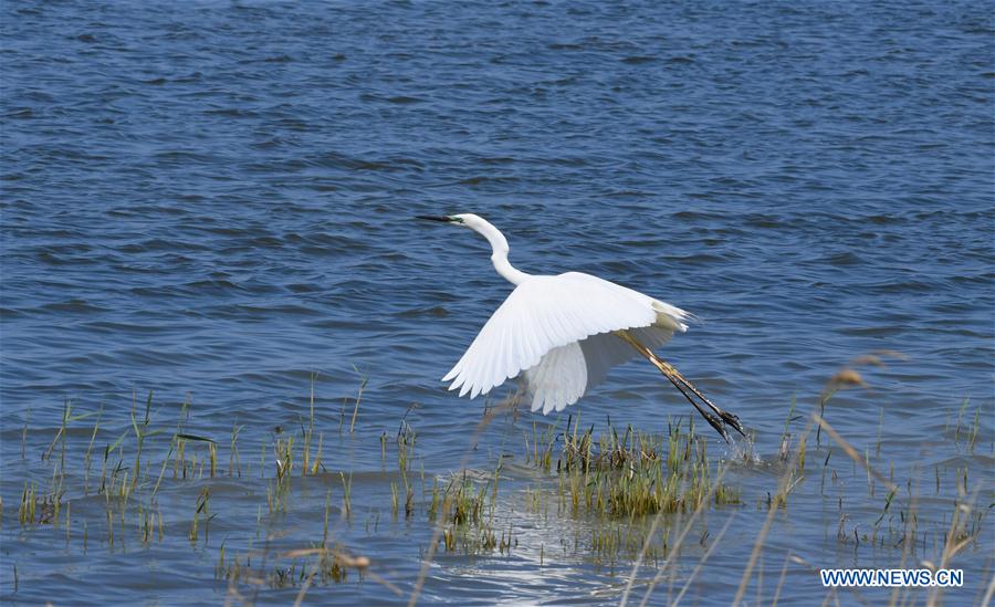 CHINA-INNER MONGOLIA-BAYANNUR-WILD BIRD (CN)