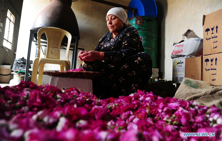 SYRIA-DAMASCUS-DAMASK-ROSE-HARVEST-TIME