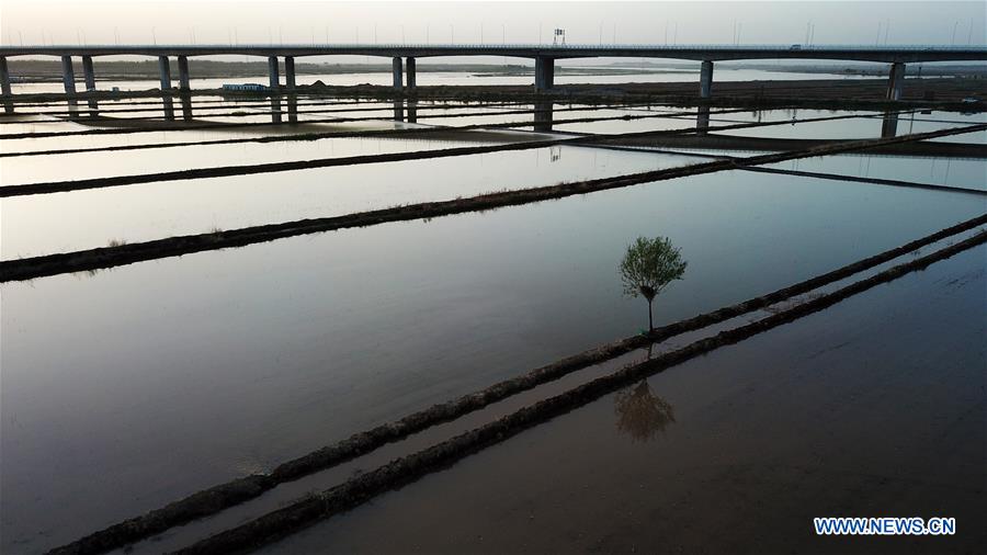 CHINA-YINCHUAN-PADDY FIELD (CN)