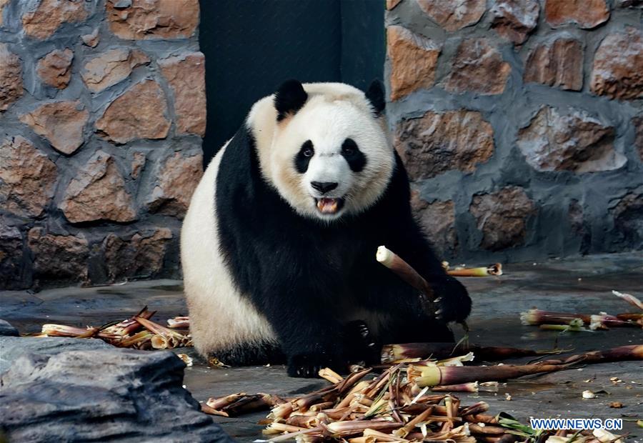 CHINA-HEBEI-GIANT PANDAS (CN)