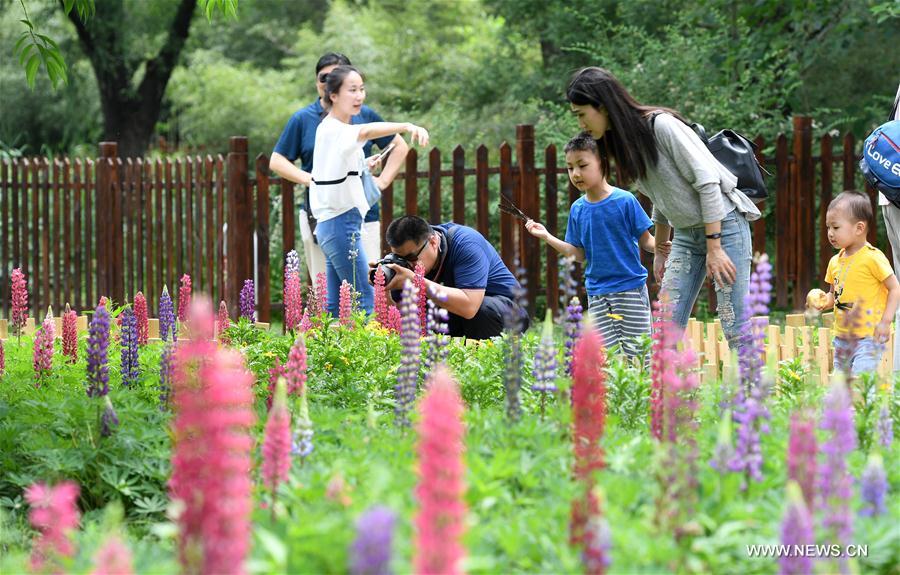 CHINA-BEIJING-LUPIN-BLOSSOM (CN)