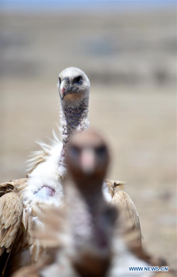 CHINA-TIBET-BLACK VULTURE (CN)