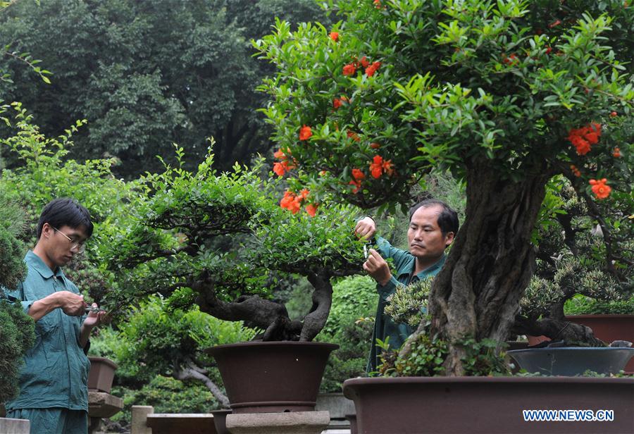 #CHINA-JIANGSU-SUZHOU-POTTED LANDSCAPE (CN)