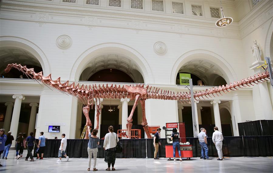 U.S.-CHICAGO-FIELD MUSEUM-PATAGOTITAN MAYORUM-DINOSAUR FOSSIL  