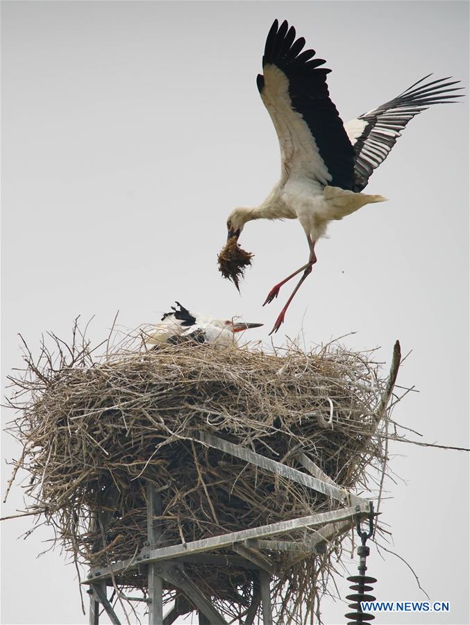 CHINA-HEBEI-TANGSHAN-ORIENTAL WHITE STORKS (CN)