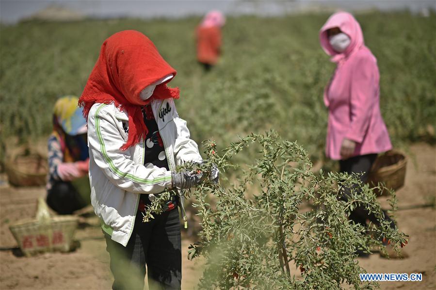 CHINA-NINGXIA-GOJI BERRY-HARVEST (CN)