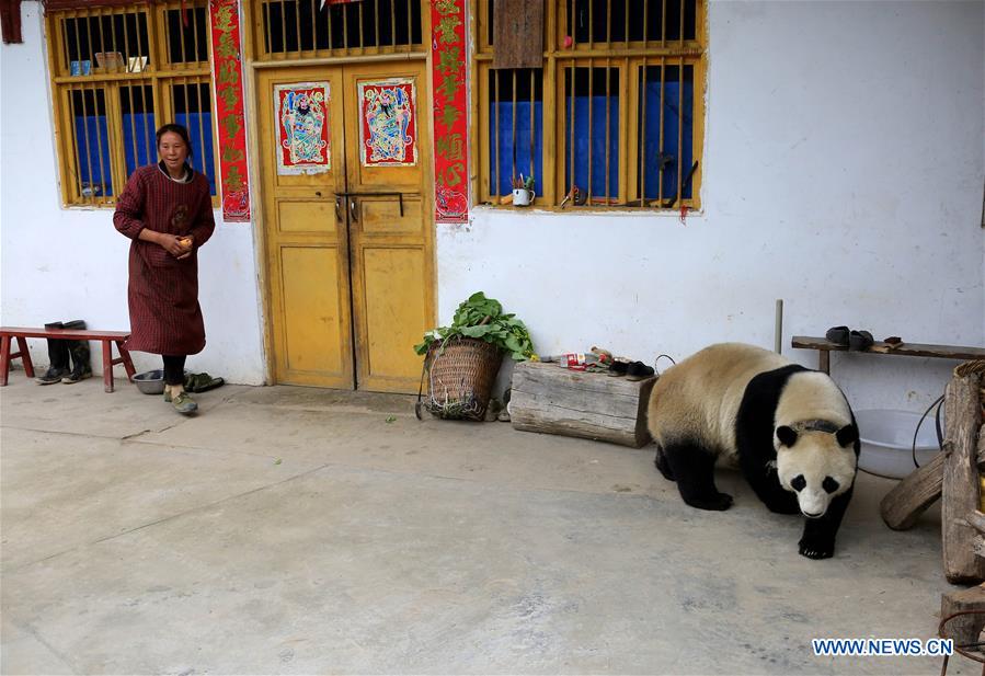 #CHINA-SICHUAN-PANDA-VILLAGE-WANDERING (CN*)