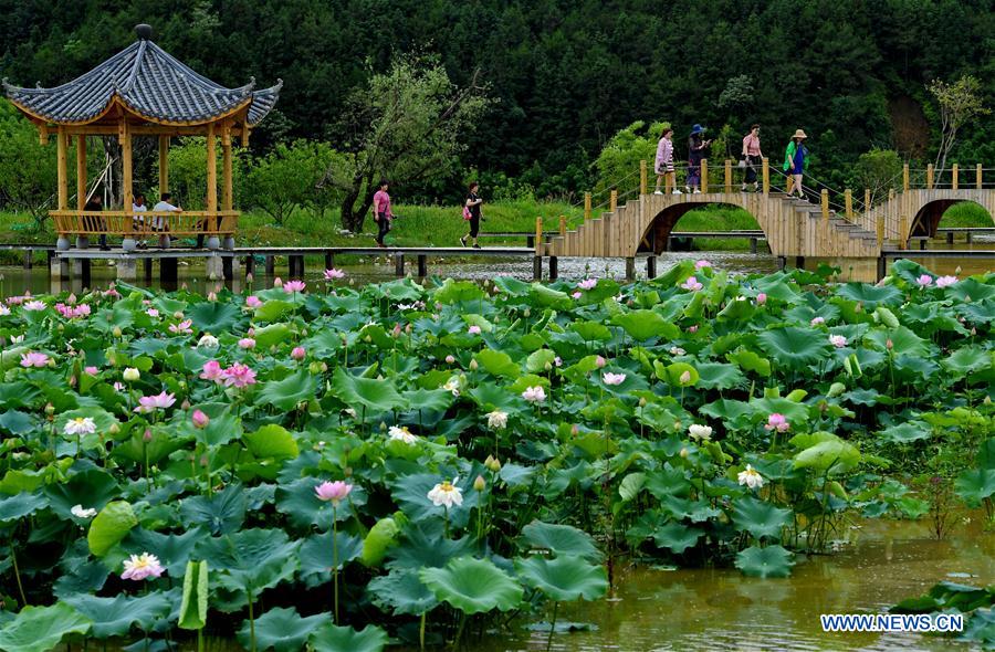 CHINA-WUYISHAN-LOTUS FLOWER(CN)