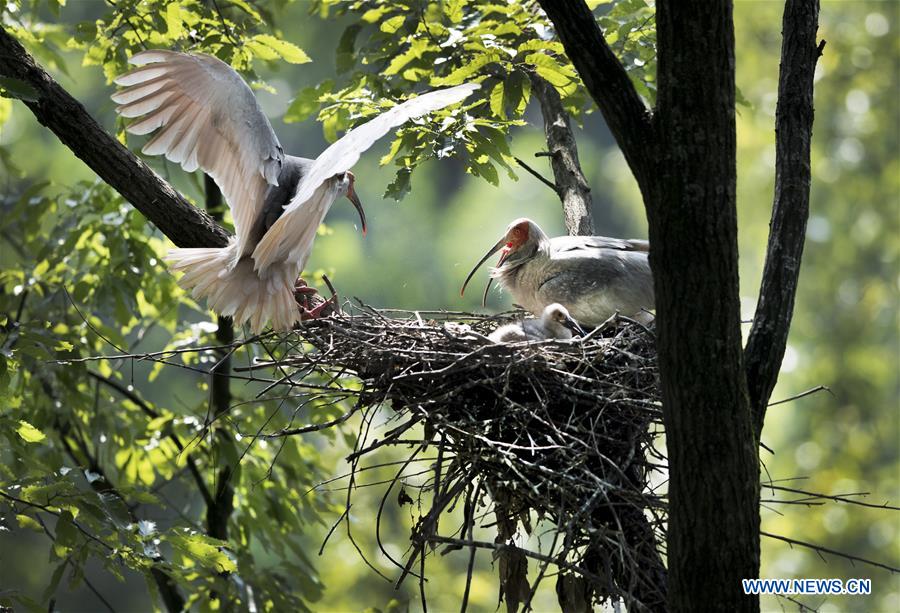 CHINA-SHAANXI-CRESTED IBIS-BREEDING (CN)