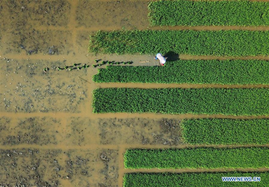 #CHINA-SUMMER-FARM WORK (CN)