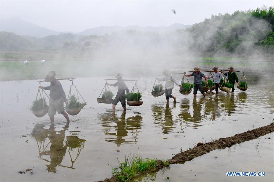 CHINA-FUJIAN-PUCHENG-AGRICULTURE-RICE (CN)