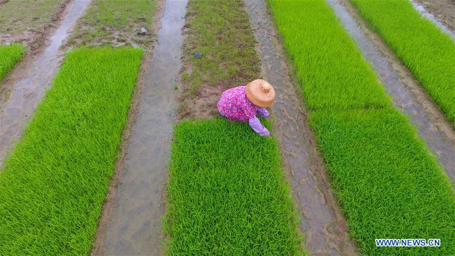 #CHINA-HAINAN-AGRICULTURE (CN)